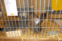 DSCN4737.JPG