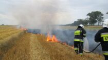 12 jednostek straży zadysponowano do pożaru zboża w miejscowości Wierzbie