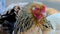 Apel Głównego Lekarza Weterynarii dotyczący grypy ptaków u drobiu