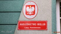 Polowania zbiorowe na terenie gminy Wieluń