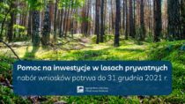 Rusza pomoc na inwestycje w lasach prywatnych