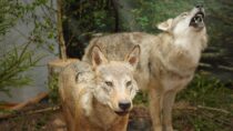 „Wilk. Zwierzęta przeklęte”. Wystawa zmieniająca spojrzenie na wilki